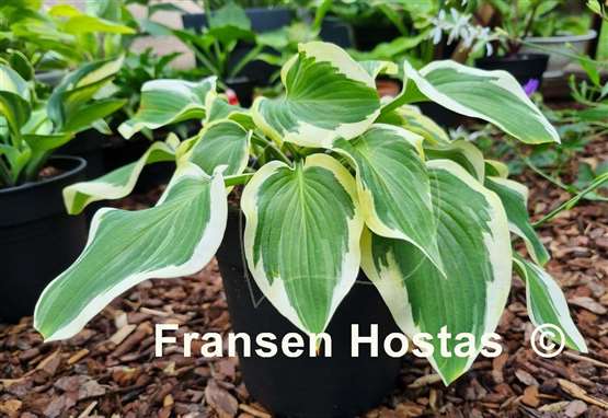 Hosta My Marianne